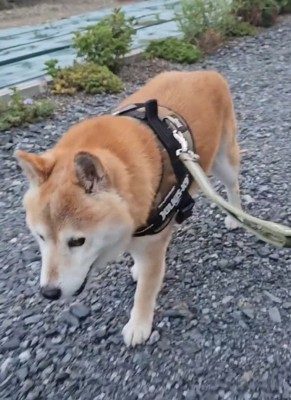 砂利道を歩く信長くん