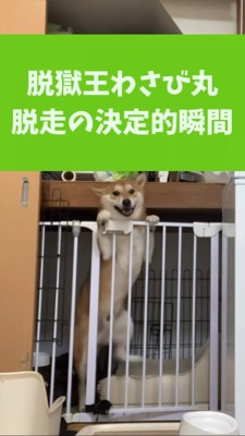 ケージ上部から顔を出す柴犬
