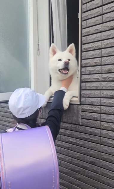 窓の内から外の小学生に撫でてもらう秋田犬