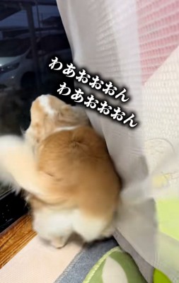 喜ぶチワワさん