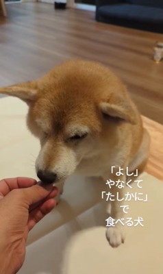 おまめちゃんのおやつタイム9