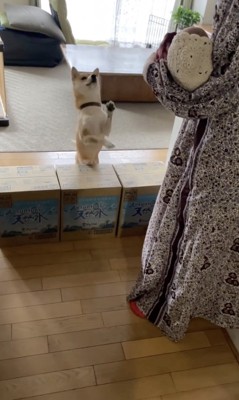 前足をちょいちょいっ