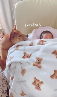 赤ちゃんが来た日のうにちゃん＆きぬ君