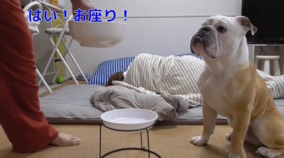 お座りする犬