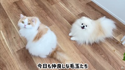 ポテチくんとレモンさんの再会