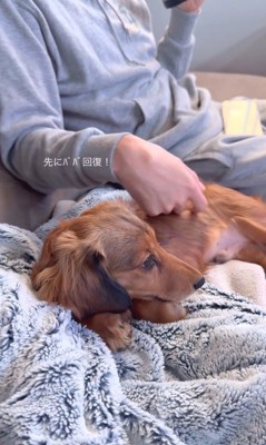 パパとママに寄り添うビッシュちゃん8