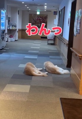 わんっと言う職員さん