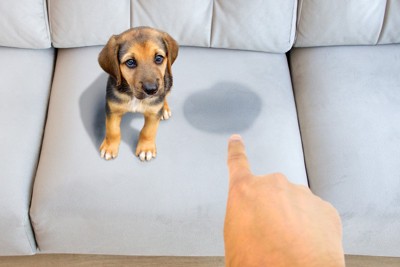 ソファへの粗相をしかられる子犬