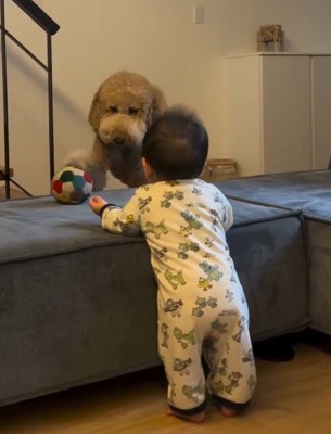 赤ちゃんの方へ歩いて行く犬