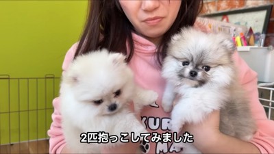 候補の子犬たち