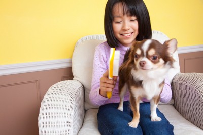 犬のブラッシング