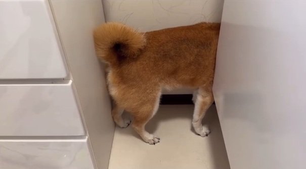 また隙間に入ったロックくん