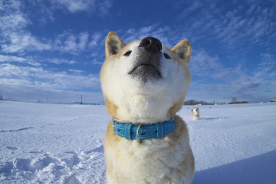 雪と青空と柴犬