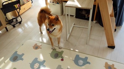 「どこにいった?」とキョロキョロ