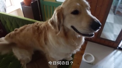 ゴールデンレトリバーのはちくん