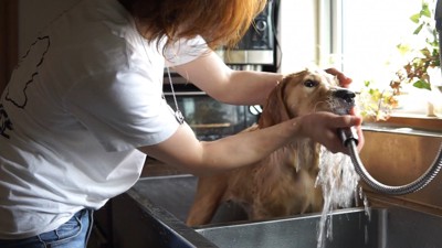 るこる君の初シャンプー3