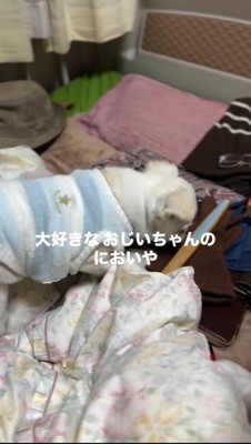 ベッドの上をにおう犬