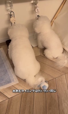 似すぎているおうじ君&あんじちゃん6