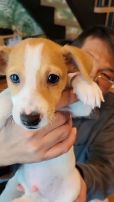 男性に抱き上げられる子犬