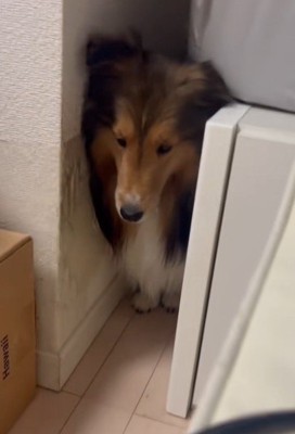 陰から見守るメイちゃん