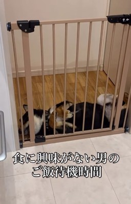 ご飯を待たない柴犬