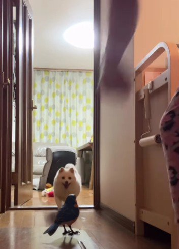 ダッシュで投稿主さんの元へ