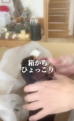 カイちゃんの人形が届いた