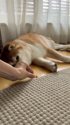 横になっている犬の目の前におやつを置く飼い主