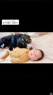 赤ちゃんのそばに寝そべる犬