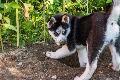 穴掘りをする子犬