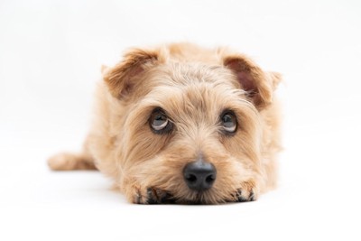 上目遣いのテリア