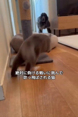 飛び出す猫