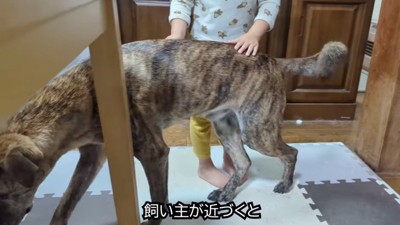 飼い主が近づくと離れていく犬