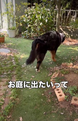 亡くなる前日のBaileyちゃん