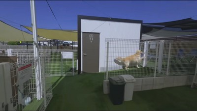 プールエリアのドアを前足で開けるクリーム色の犬