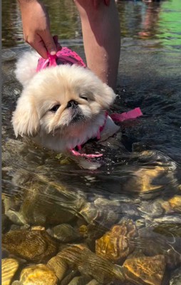 スイミングもそこそこに…