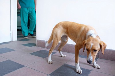 しっぽを下げた茶白の犬