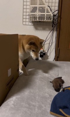 赤ちゃん犬が脱走した時のまめちゃん7