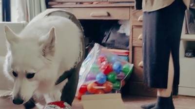 BJ くんに「お風呂入る？」と聞いたら9