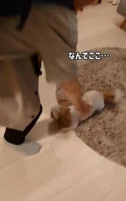 尻尾がちぎれそうなリロちゃん