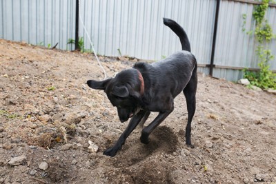 穴を掘る犬