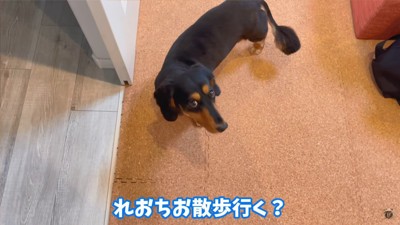 パパとのお散歩を嫌がるレオくん