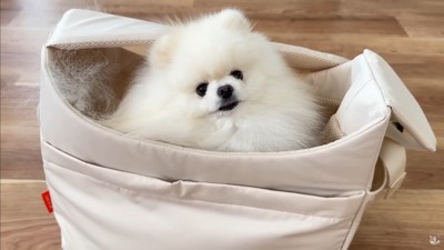 ポテチくんとレモンさんの再会3