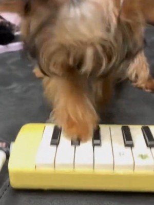 鍵盤を前足で押す犬