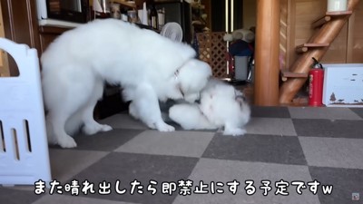 ワンプロも大迫力