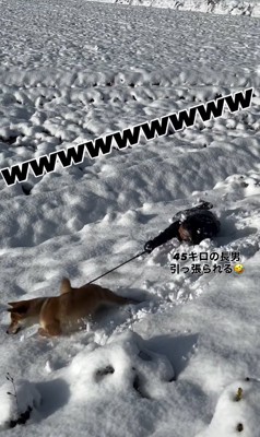 転んだ飼い主に構わず進む柴犬