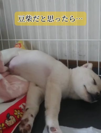 爆睡する柴犬の赤ちゃん