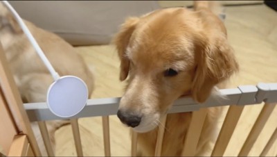 室内用の柵にあごを乗せる茶色い犬