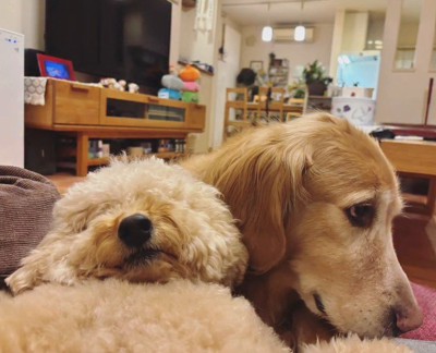 ビスコくんとピノちゃん