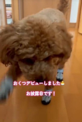 ぎこちない動きが可愛い♡